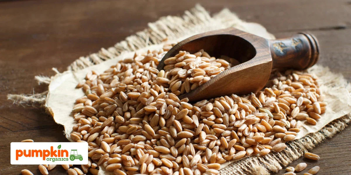 Dinkel für Kinder: Nährstoffe, Vorteile und Beikost‑Tipps für Eltern